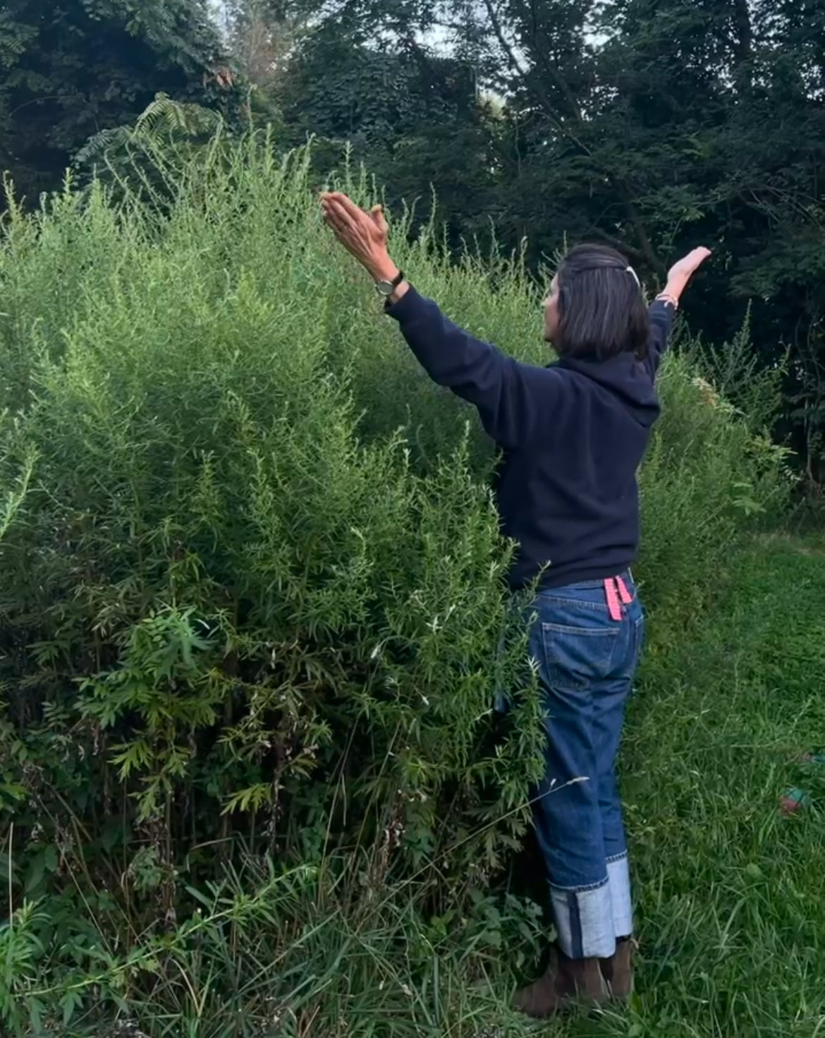 Lemongrass - Zen Roller